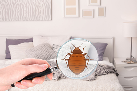 New York Bed Bug Exterminator