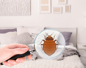 Bed Bug Exterminator in Buffalo. NY