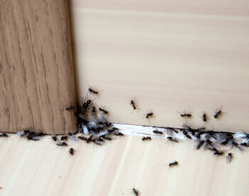 Preventive Pest Control in Amherst, NY
